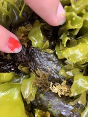 Emplectonema gracile