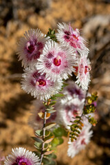 Verticordia oculata