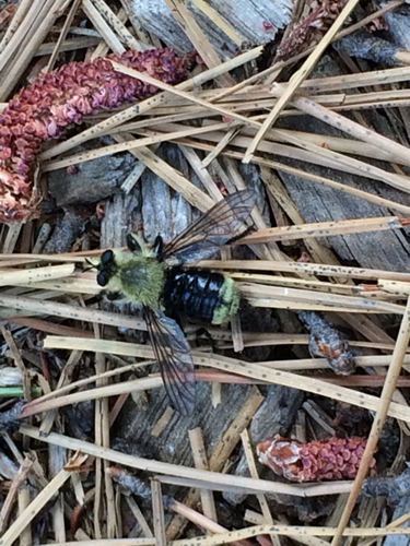 iNaturalist observation photo of Bee-mimic Robber Flies