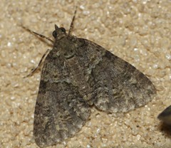 Polyclysta hypogrammata