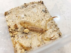 Olivierus martensii