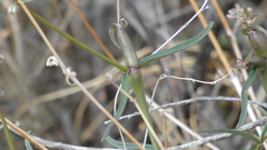 Neolasioptera allioniae