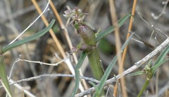 Neolasioptera allioniae
