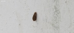 Dilaridae