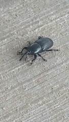 Scyphophorus