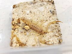 Olivierus martensii