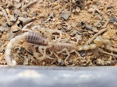 Olivierus martensii