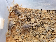 Olivierus martensii