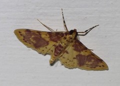 Conogethes haemactalis