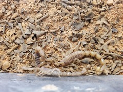 Olivierus martensii