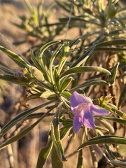 Eremophila freelingii