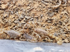 Olivierus martensii
