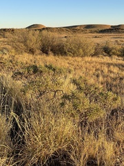 Eremophila freelingii