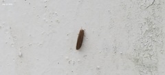 Dilaridae