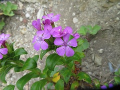 Dianthus japonicus