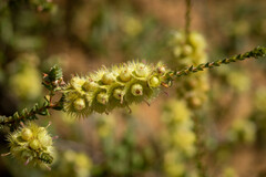 Verticordia lepidophylla