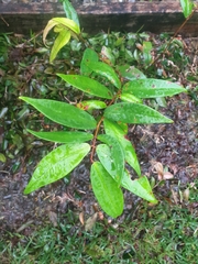 Syzygium wilsonii