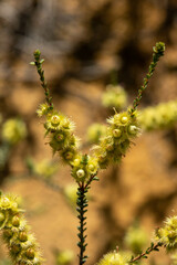 Verticordia lepidophylla