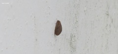 Dilaridae