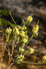 Verticordia lepidophylla