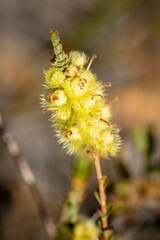 Verticordia lepidophylla