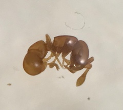 Discothyrea testacea