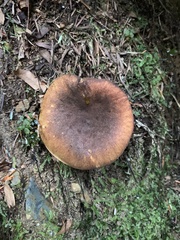 Boletus fibrillosus