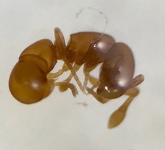 Discothyrea testacea