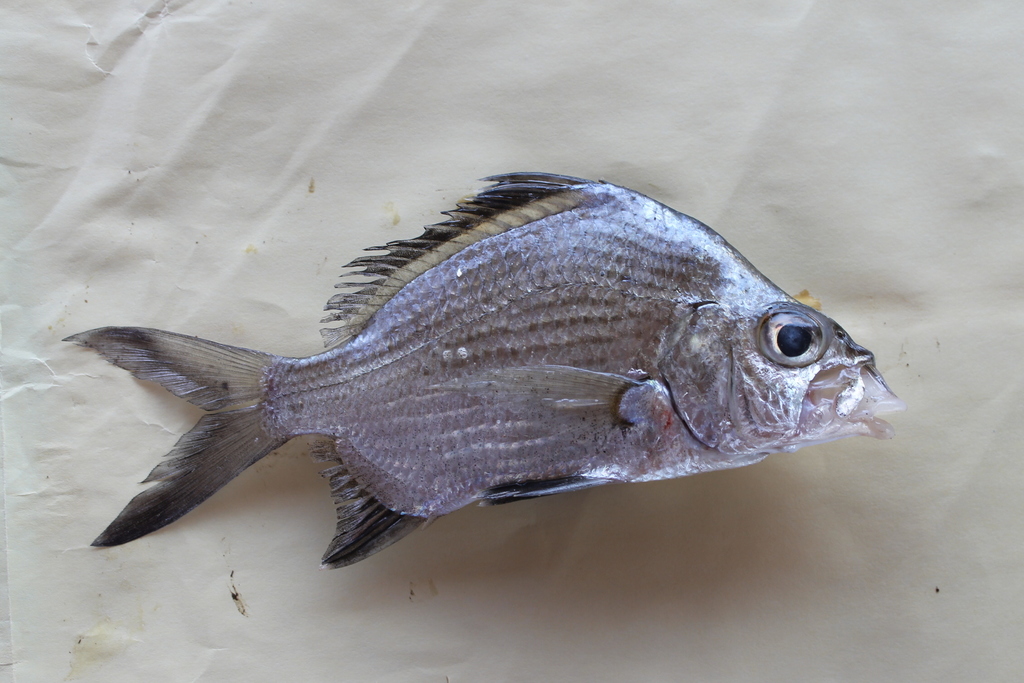 Streaked Mojarra