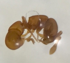 Discothyrea testacea