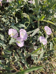 Convolvulus arvensis