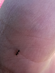 Tetramorium alpestre