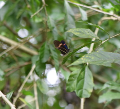 Heliconius erato cyrbia