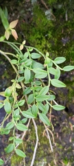 Vaccinium japonicum lasiostemon