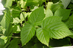 Rubus idaeus idaeus