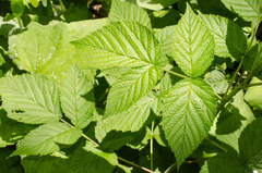 Rubus idaeus idaeus