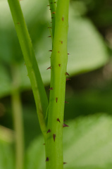 Rubus idaeus idaeus