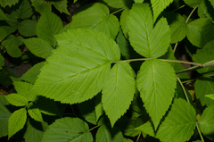 Rubus idaeus idaeus