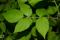 Rubus idaeus idaeus