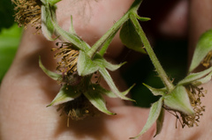 Rubus idaeus idaeus