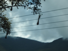 Psarocolius decumanus