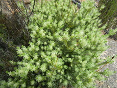 Phylica plumosa