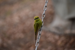Merops viridissimus