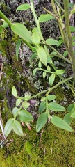 Vaccinium japonicum lasiostemon