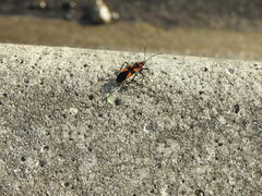 Oncopeltus varicolor