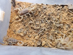 Olivierus martensii