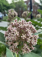 Asclepias syriaca