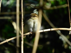 Cnemotriccus fuscatus