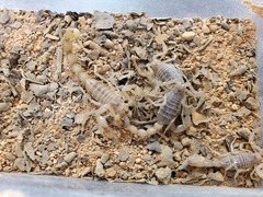 Olivierus martensii
