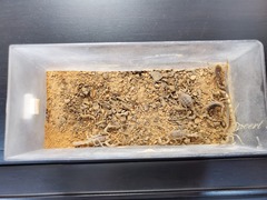 Olivierus martensii